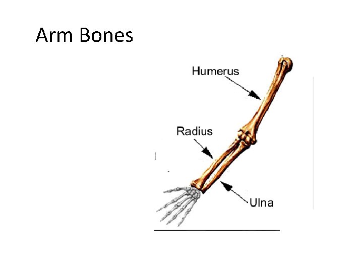 Arm Bones 