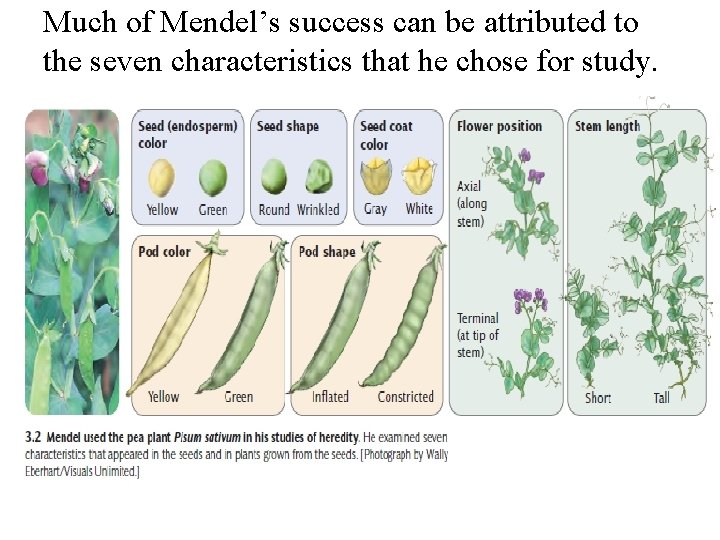 Much of Mendel’s success can be attributed to the seven characteristics that he chose