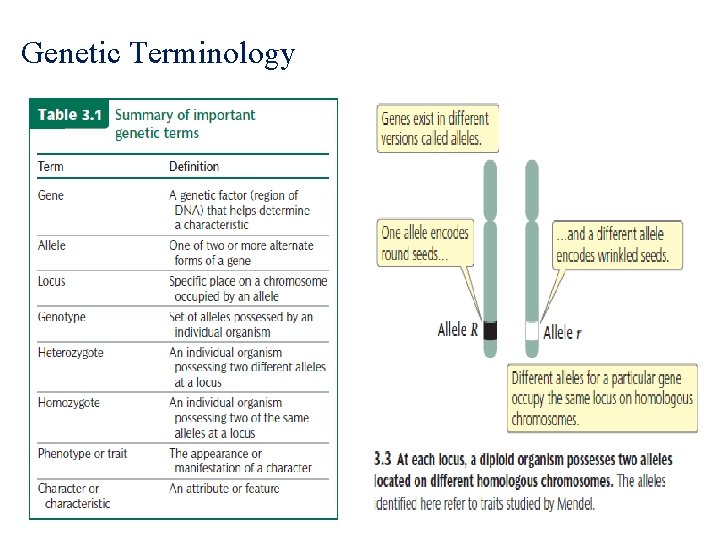 Genetic Terminology 