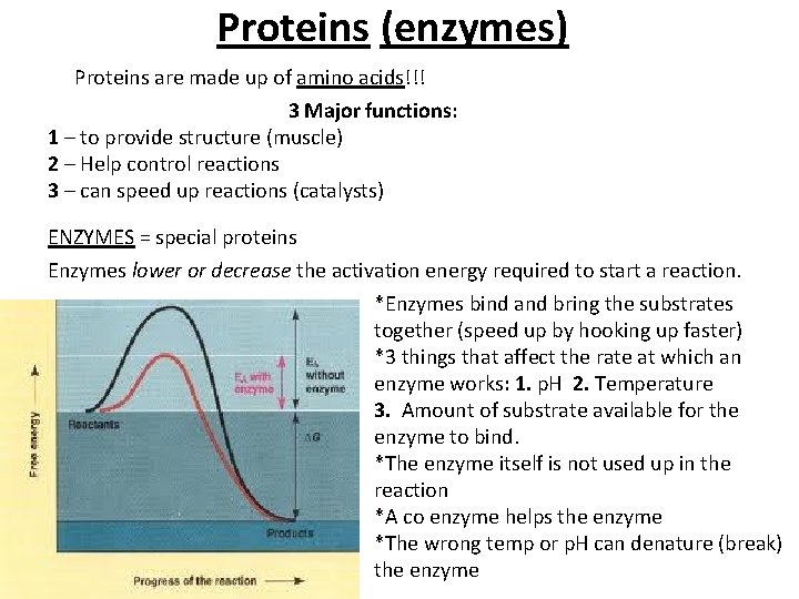 Proteins (enzymes) Proteins are made up of amino acids!!! 3 Major functions: 1 –