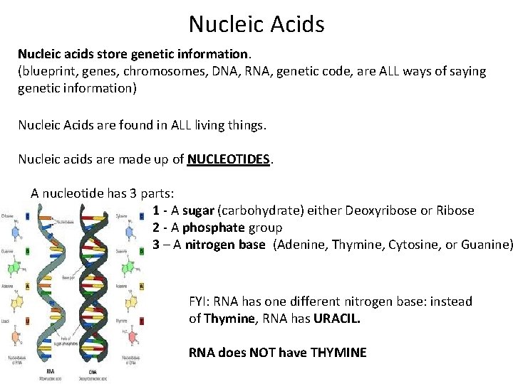 Nucleic Acids Nucleic acids store genetic information. (blueprint, genes, chromosomes, DNA, RNA, genetic code,