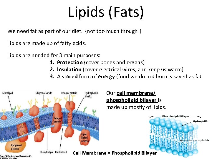 Lipids (Fats) We need fat as part of our diet. (not too much though!)