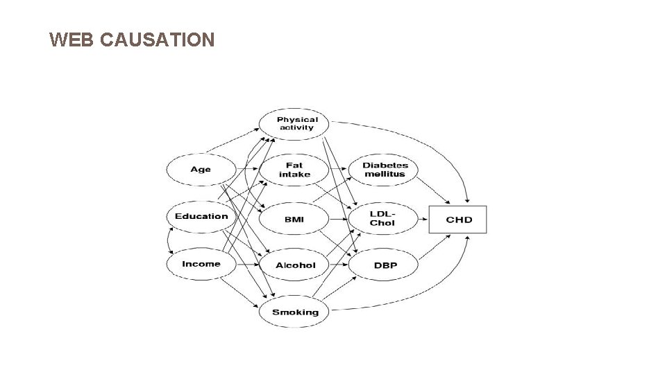 WEB CAUSATION 