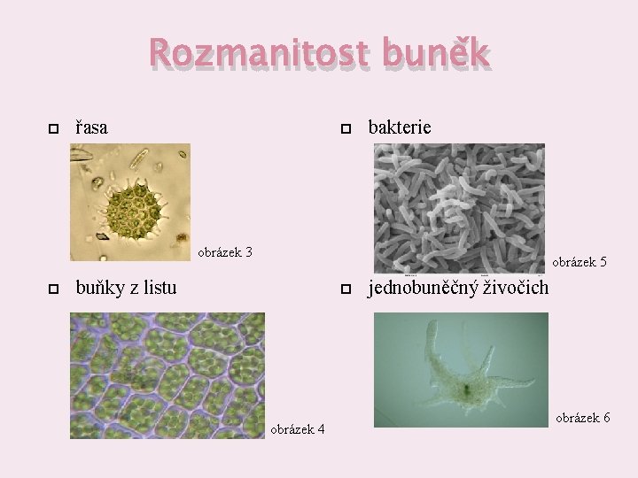 Rozmanitost buněk řasa bakterie obrázek 3 obrázek 5 buňky z listu obrázek 4 jednobuněčný