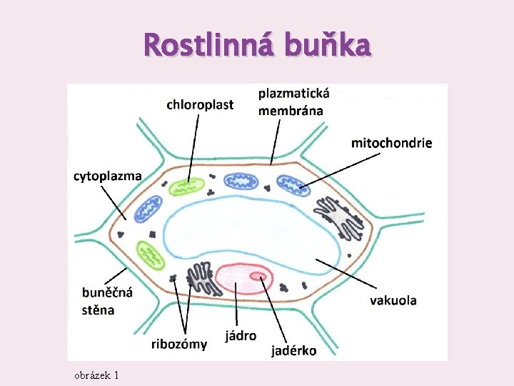 Rostlinná buňka obrázek 1 