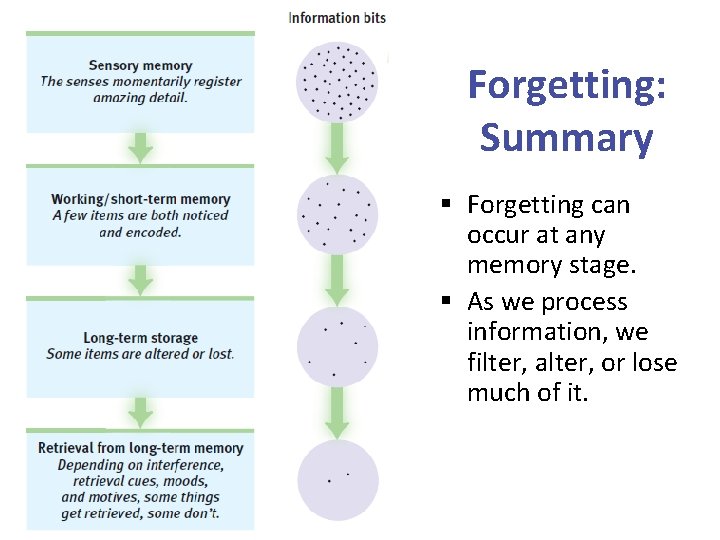Forgetting: Summary § Forgetting can occur at any memory stage. § As we process