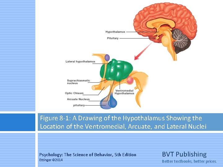 Figure 8 -1: A Drawing of the Hypothalamus Showing the Location of the Ventromedial,