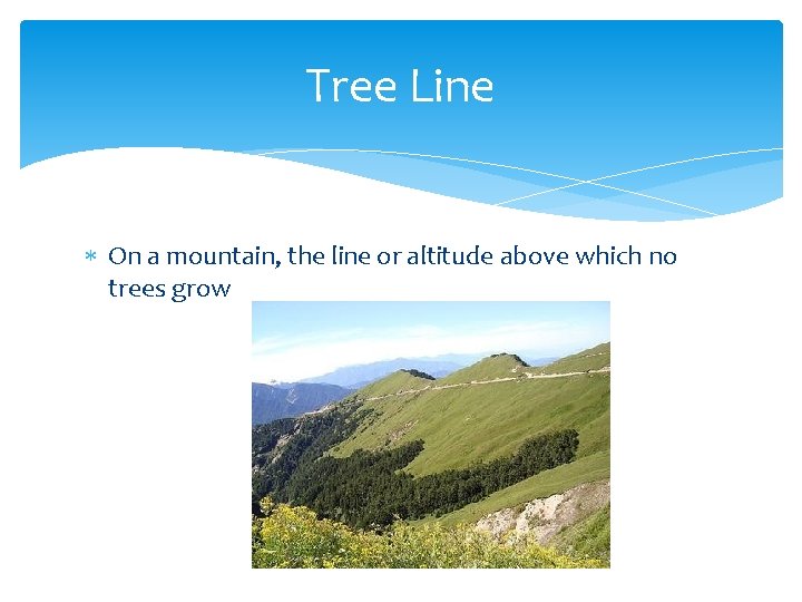 Tree Line On a mountain, the line or altitude above which no trees grow