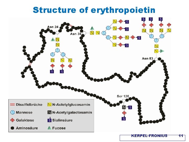 Structure of erythropoietin KERPEL-FRONIUS 11 