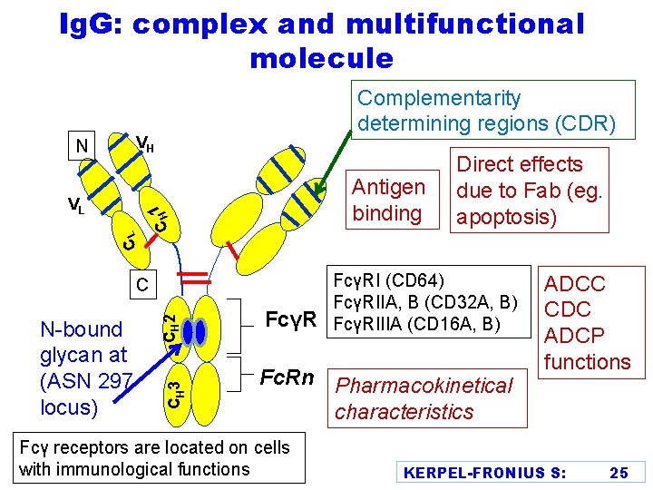 Ig. G: complex and multifunctional molecule Complementarity determining regions (CDR) VH CL 1 CH