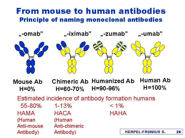 From mouse to human antibodies Principle of naming monoclonal antibodies „-omab” Mouse Ab H=0%