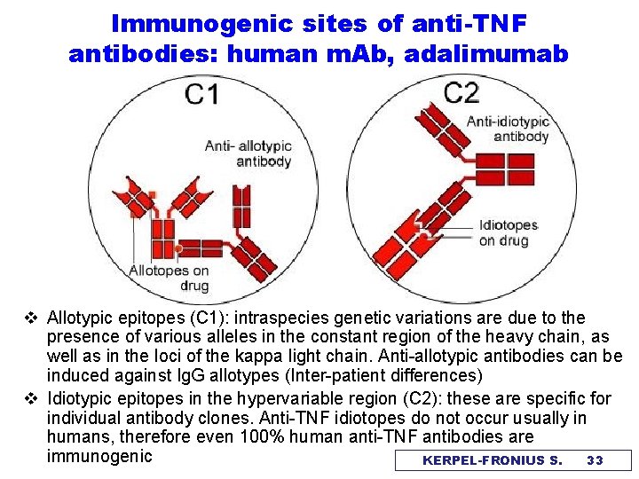 Immunogenic sites of anti-TNF antibodies: human m. Ab, adalimumab v Allotypic epitopes (C 1):