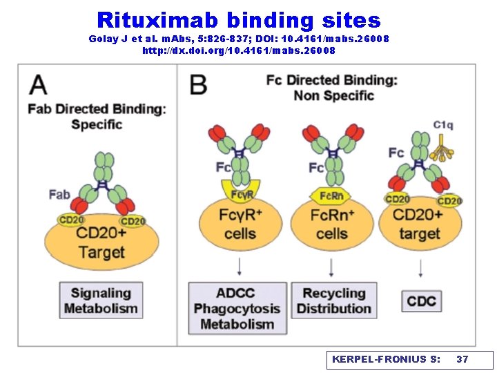 Rituximab binding sites Golay J et al. m. Abs, 5: 826 -837; DOI: 10.