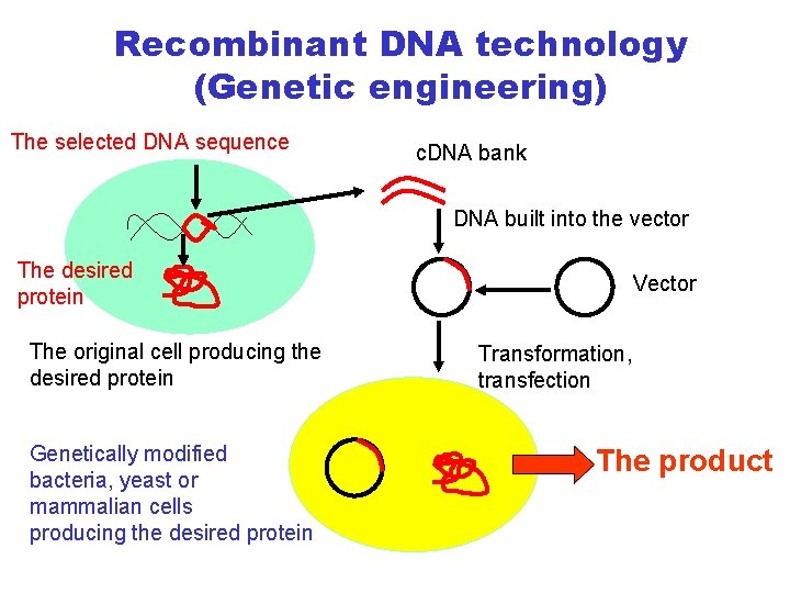 Recombinant DNA technology (Genetic engineering) The selected DNA sequence c. DNA bank DNA built