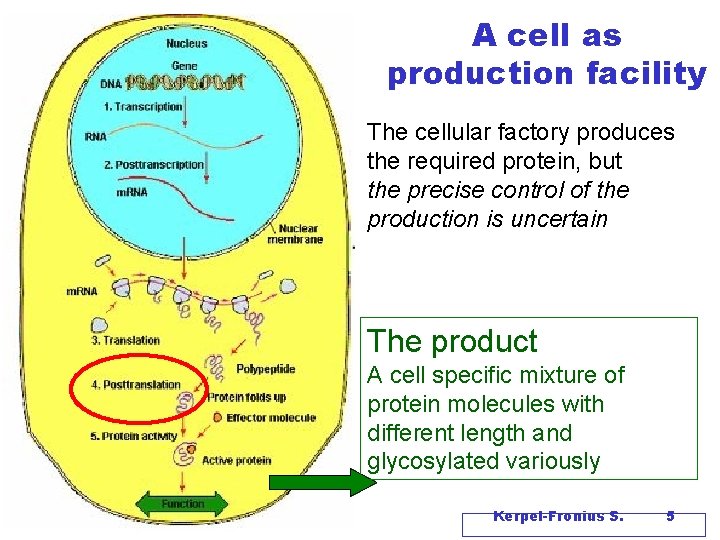 A cell as production facility The cellular factory produces the required protein, but the