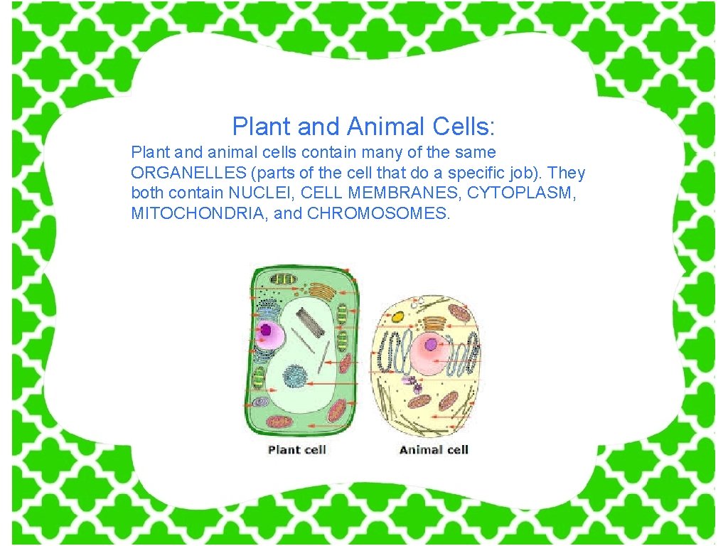 Plant and Animal Cells: Plant and animal cells contain many of the same ORGANELLES
