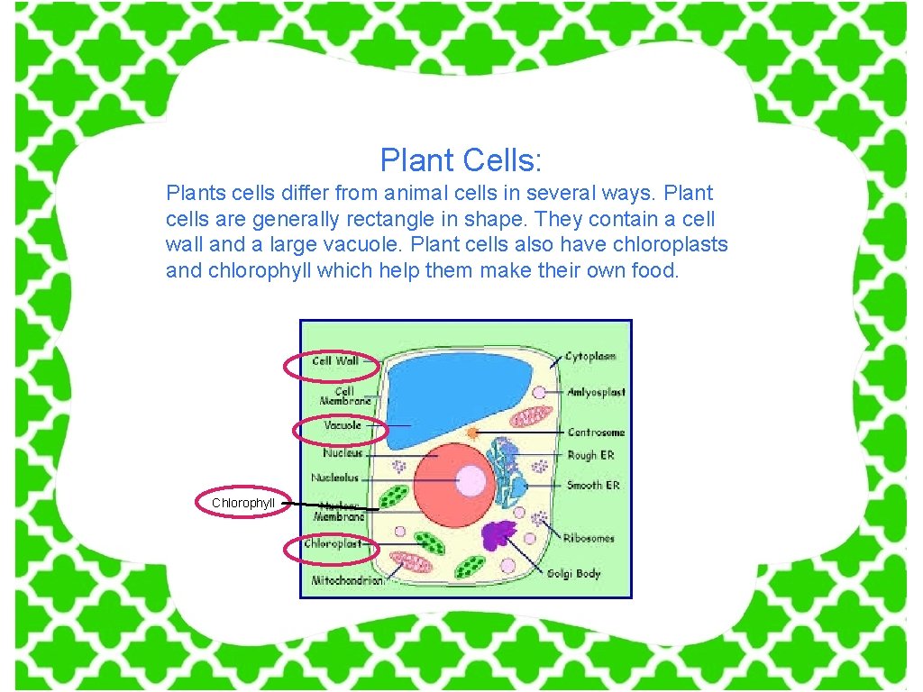 Plant Cells: Plants cells differ from animal cells in several ways. Plant cells are