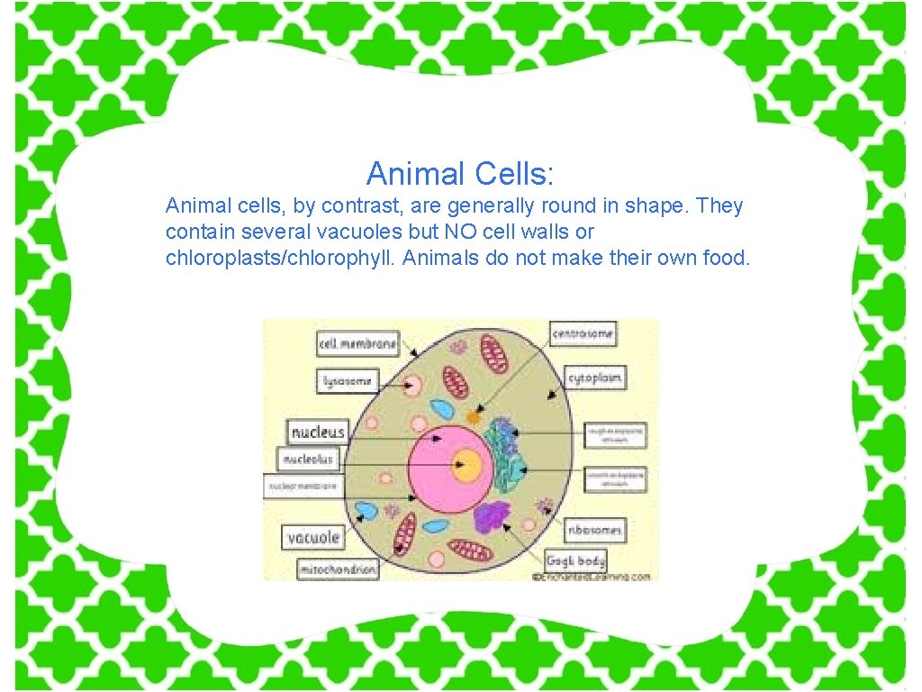 Animal Cells: Animal cells, by contrast, are generally round in shape. They contain several