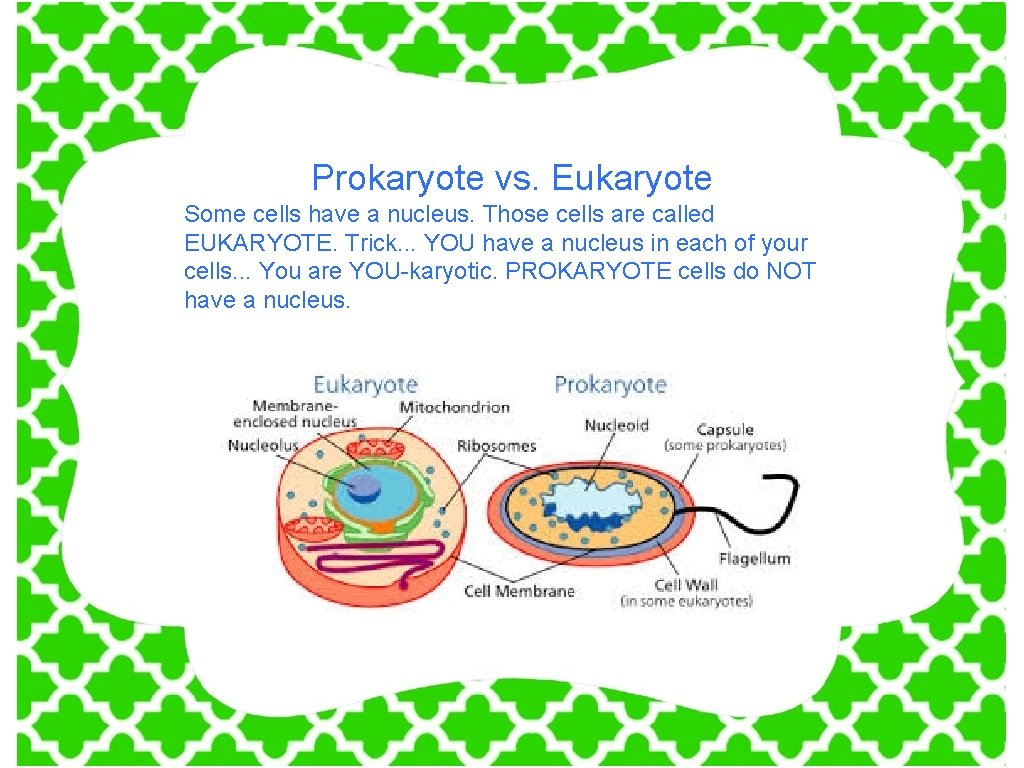 Prokaryote vs. Eukaryote Some cells have a nucleus. Those cells are called EUKARYOTE. Trick.