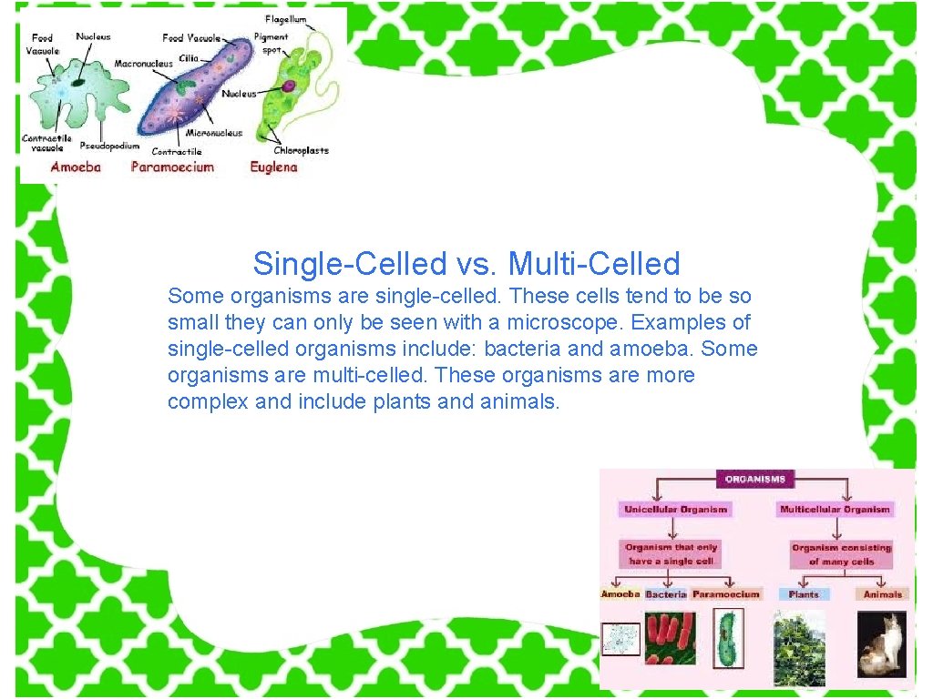 Single-Celled vs. Multi-Celled Some organisms are single-celled. These cells tend to be so small