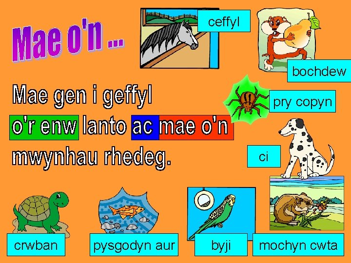 ceffyl bochdew pry copyn ci crwban pysgodyn aur byji mochyn cwta 