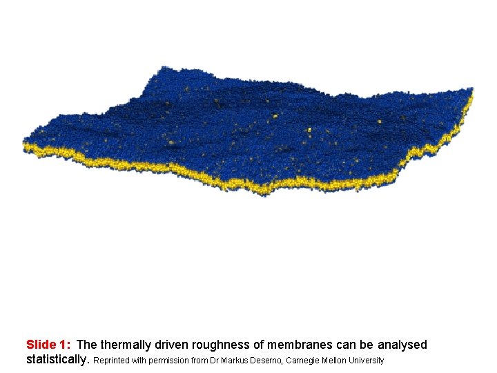 Slide 1: The thermally driven roughness of membranes can be analysed statistically. Reprinted with