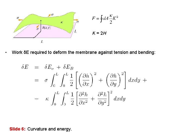 K = 2 H • Work δE required to deform the membrane against tension