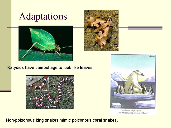 Adaptations Katydids have camouflage to look like leaves. Non-poisonous king snakes mimic poisonous coral