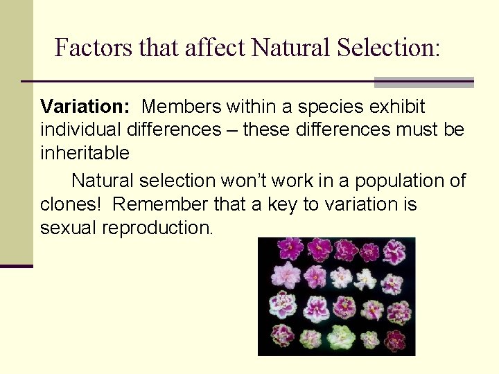 Factors that affect Natural Selection: Variation: Members within a species exhibit individual differences –