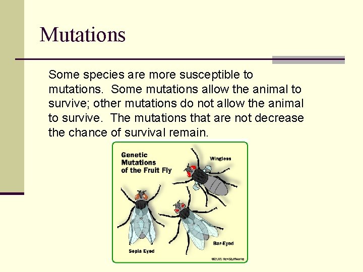 Mutations Some species are more susceptible to mutations. Some mutations allow the animal to