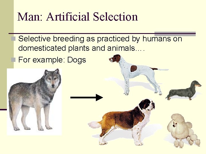 Man: Artificial Selection n Selective breeding as practiced by humans on domesticated plants and