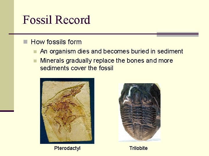 Fossil Record n How fossils form n An organism dies and becomes buried in