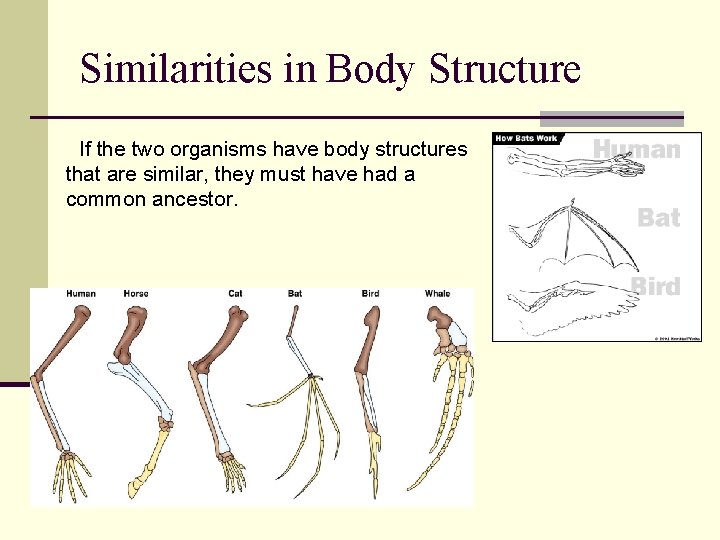 Similarities in Body Structure If the two organisms have body structures that are similar,