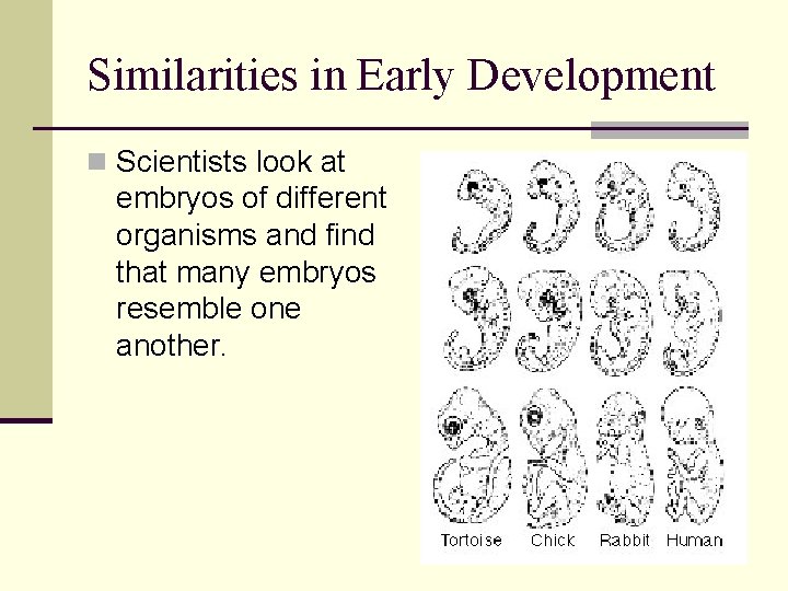Similarities in Early Development n Scientists look at embryos of different organisms and find