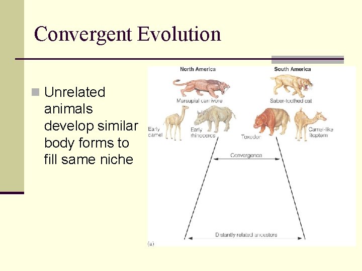 Convergent Evolution n Unrelated animals develop similar body forms to fill same niche 