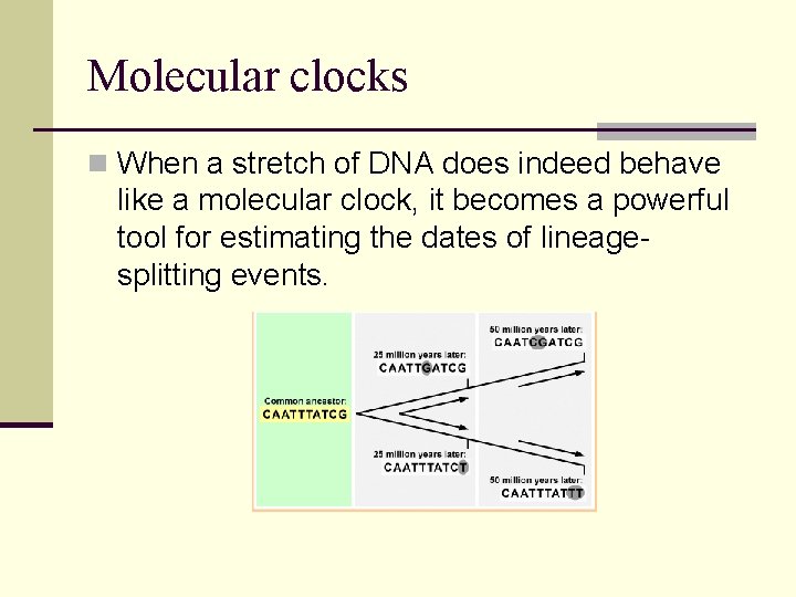 Molecular clocks n When a stretch of DNA does indeed behave like a molecular