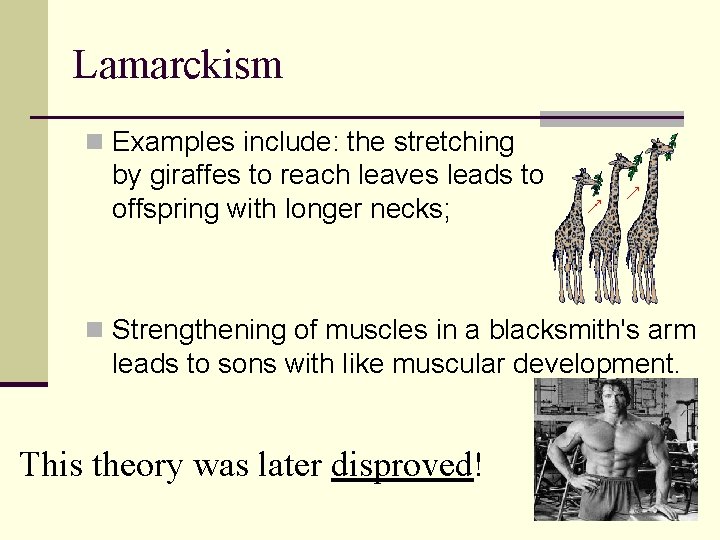 Lamarckism n Examples include: the stretching by giraffes to reach leaves leads to offspring