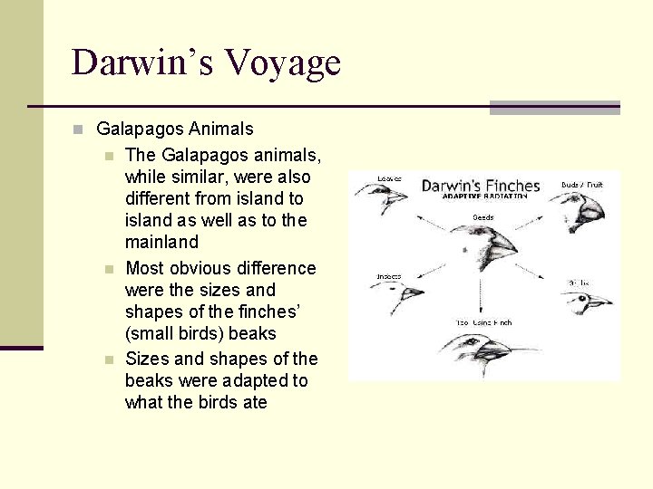 Darwin’s Voyage n Galapagos Animals n n n The Galapagos animals, while similar, were