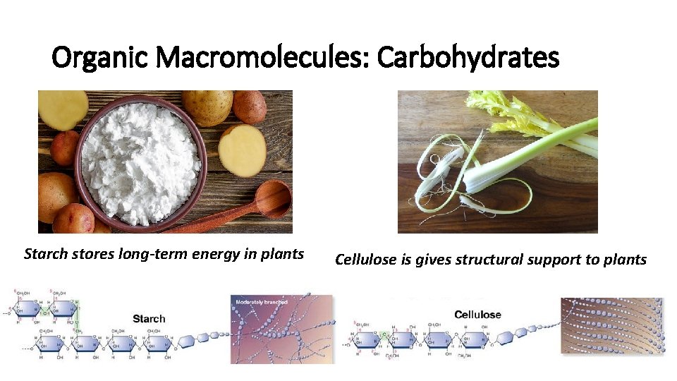 Organic Macromolecules: Carbohydrates Starch stores long-term energy in plants Cellulose is gives structural support Organic Macromolecules: Carbohydrates Starch stores long-term energy in plants Cellulose is gives structural support