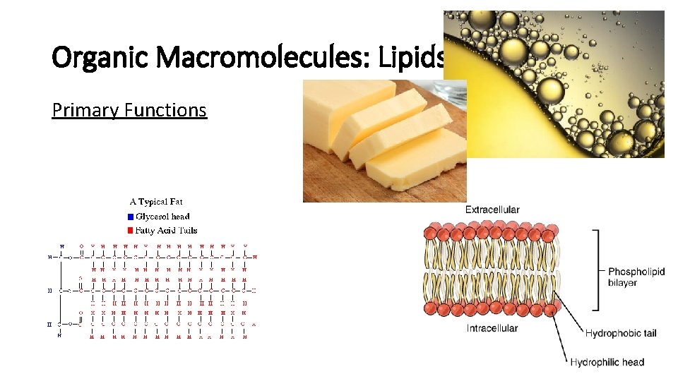 Organic Macromolecules: Lipids Primary Functions 