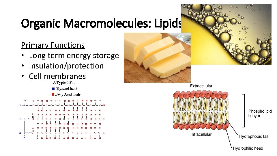 Organic Macromolecules: Lipids Primary Functions • Long term energy storage • Insulation/protection • Cell