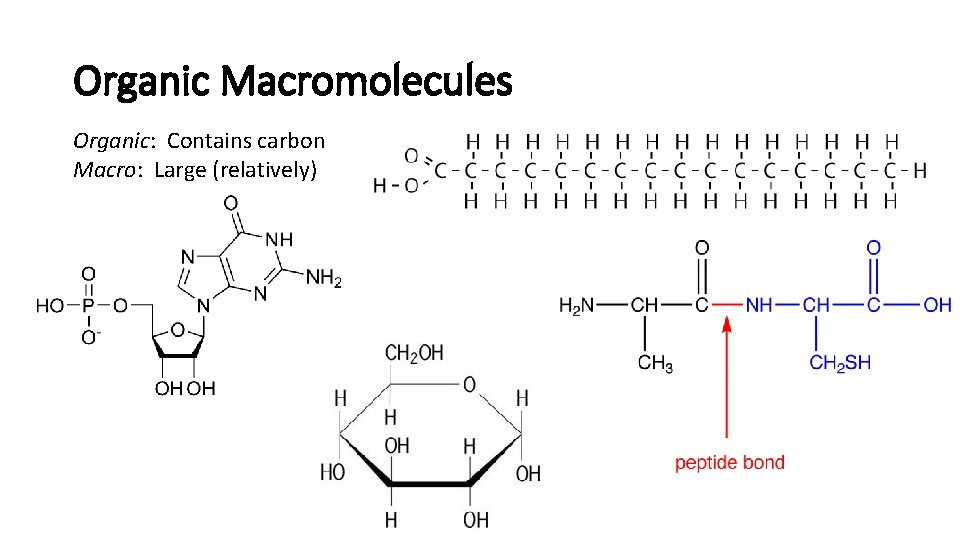 Organic Macromolecules Organic: Contains carbon Macro: Large (relatively) 