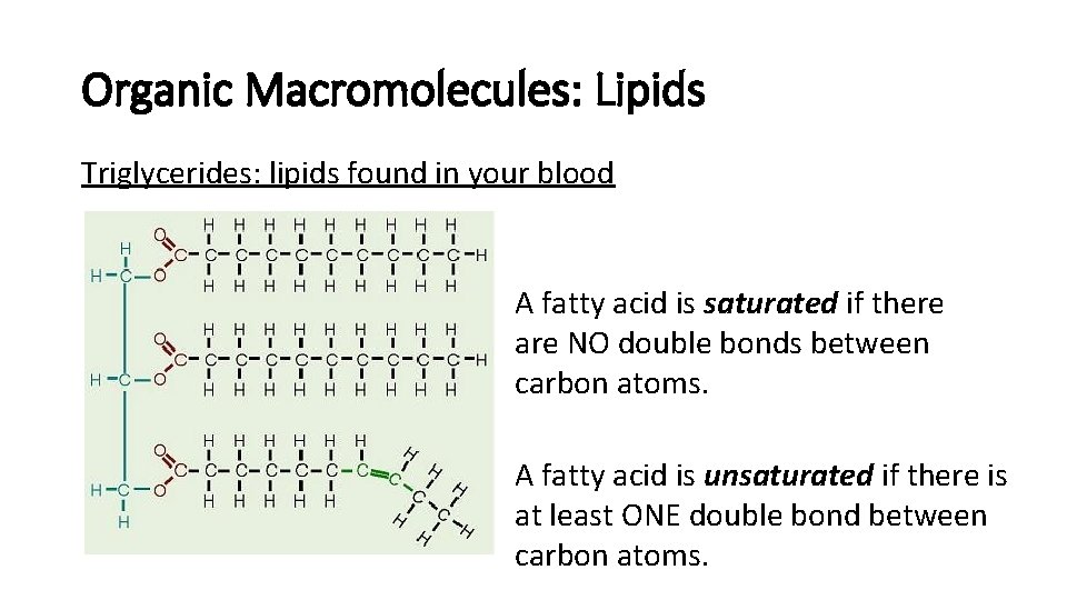 Organic Macromolecules: Lipids Triglycerides: lipids found in your blood A fatty acid is saturated