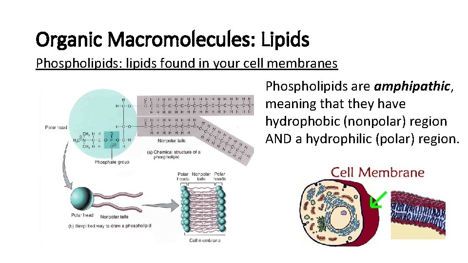 Organic Macromolecules: Lipids Phospholipids: lipids found in your cell membranes Phospholipids are amphipathic, meaning