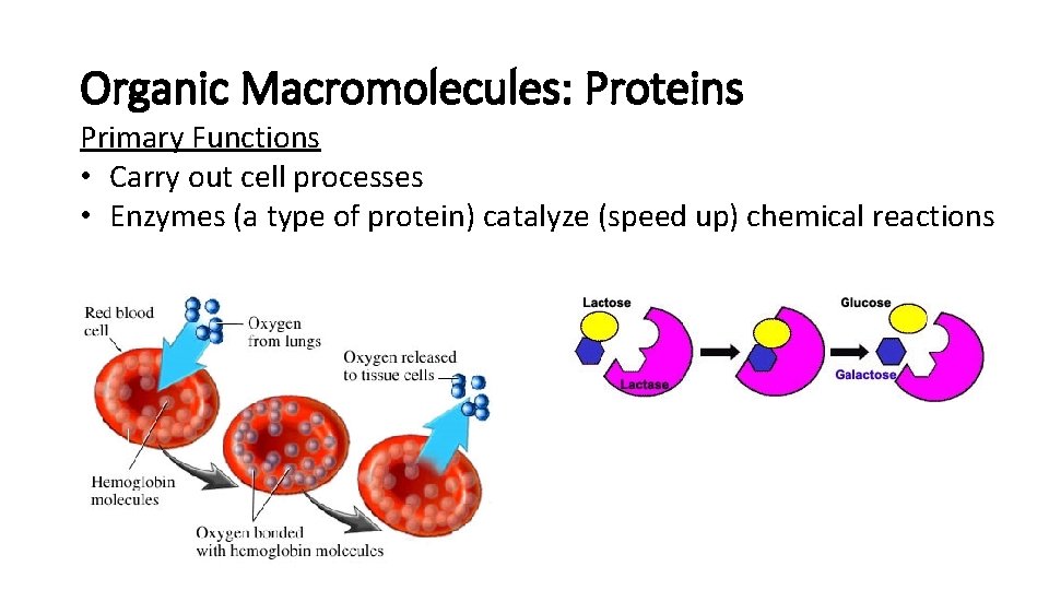 Organic Macromolecules: Proteins Primary Functions • Carry out cell processes • Enzymes (a type