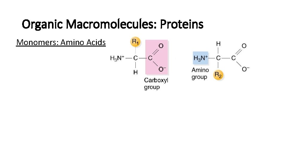 Organic Macromolecules: Proteins Monomers: Amino Acids Organic Macromolecules: Proteins Monomers: Amino Acids