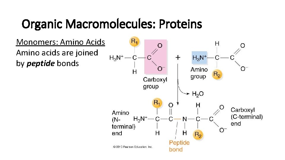 Organic Macromolecules: Proteins Monomers: Amino Acids Amino acids are joined by peptide bonds Organic Macromolecules: Proteins Monomers: Amino Acids Amino acids are joined by peptide bonds