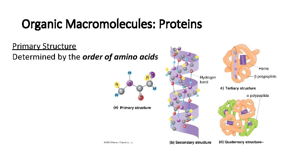 Organic Macromolecules: Proteins Primary Structure Determined by the order of amino acids 
