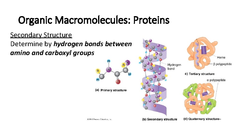 Organic Macromolecules: Proteins Secondary Structure Determine by hydrogen bonds between amino and carboxyl groups Organic Macromolecules: Proteins Secondary Structure Determine by hydrogen bonds between amino and carboxyl groups