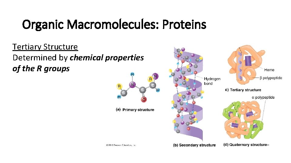 Organic Macromolecules: Proteins Tertiary Structure Determined by chemical properties of the R groups 